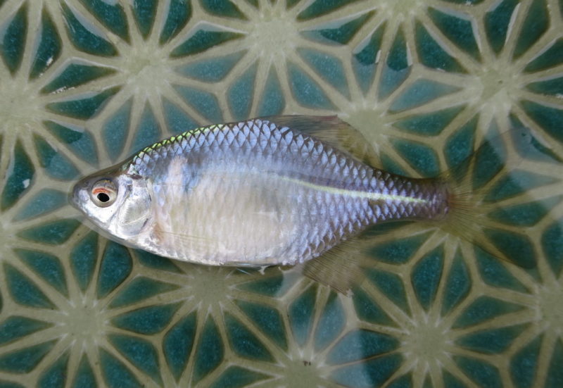 12月19日 寒タナゴの脈釣り 今日も小物釣り