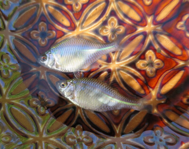 4月18日 脈釣り春タナゴ 今日も小物釣り