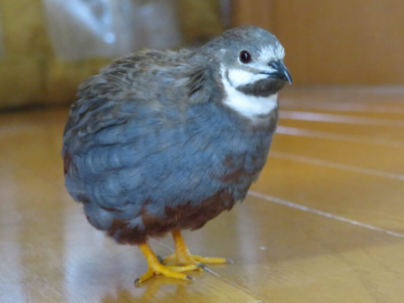 ひめうずら研究室 成鳥用配合飼料 4kg 鳥 餌 ヒメウズラ ひめうずら研究室の餌 成鳥用｜ひめうずら研究室