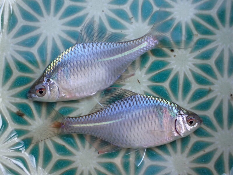 2月4日・5日 春の気分でタナゴ釣り | 今日も小物釣り