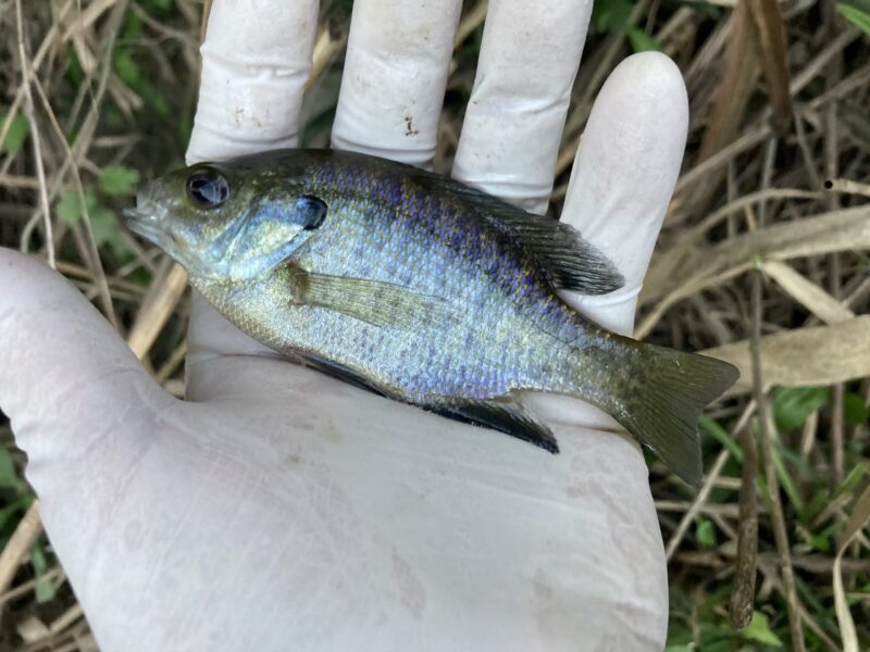 希少本！古本 西東社 Fishing「タナゴ」釣り 昭和40年12月10日発行