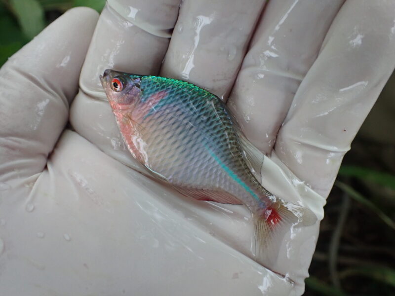 2024年4月の小物釣り | 今日も小物釣り 2024年4月の小物釣り | 今日も小物釣り