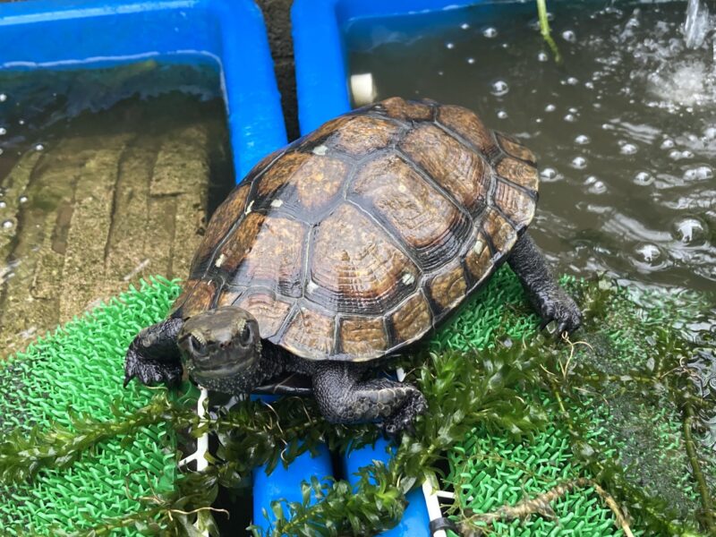 我が家のカメ】デカ子の産卵2024 | 今日も小物釣り